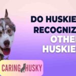 Do Huskies Recognize Other Huskies