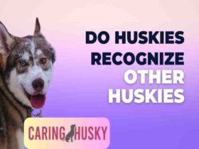 Do Huskies Recognize Other Huskies