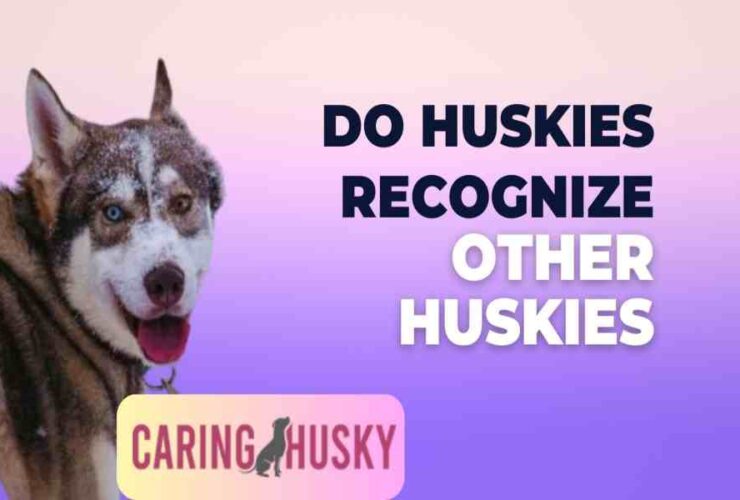 Do Huskies Recognize Other Huskies