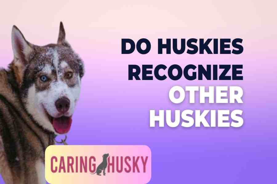 Do Huskies Recognize Other Huskies