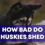 How Bad Do Huskies Shed