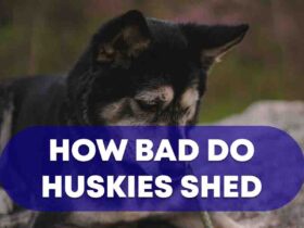 How Bad Do Huskies Shed