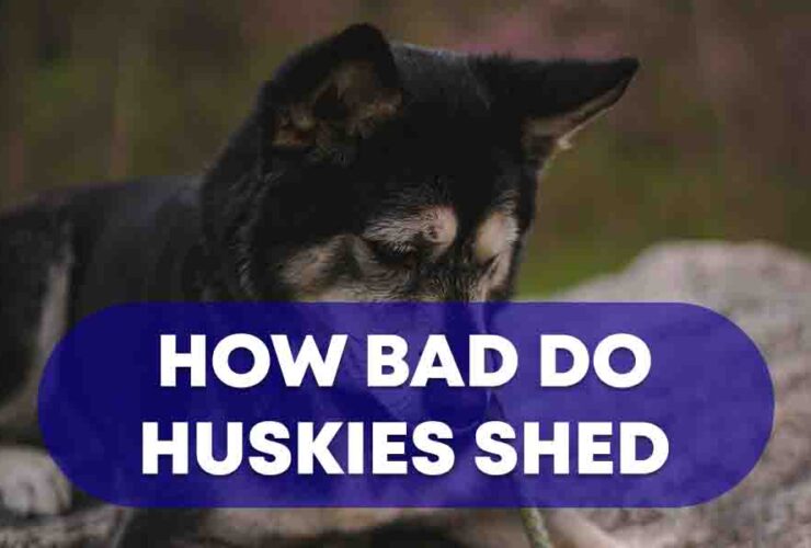 How Bad Do Huskies Shed