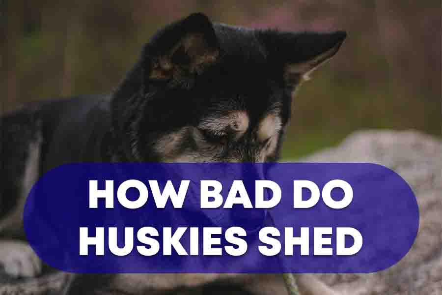 How Bad Do Huskies Shed