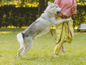 How High Can A Husky Jump