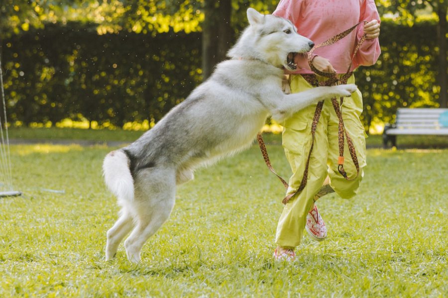 How High Can A Husky Jump