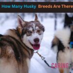 How Many Husky Breeds Are There