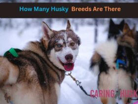 How Many Husky Breeds Are There