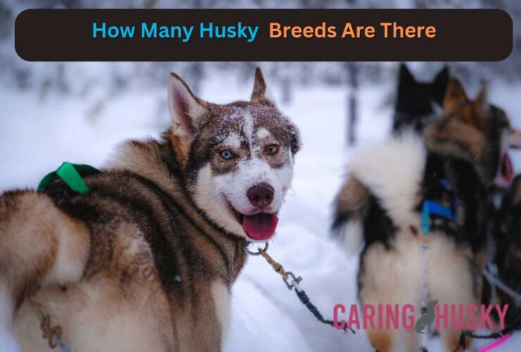 How Many Husky Breeds Are There