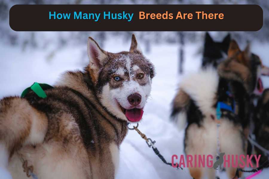 How Many Husky Breeds Are There