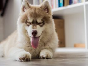 How To Bathe A Husky