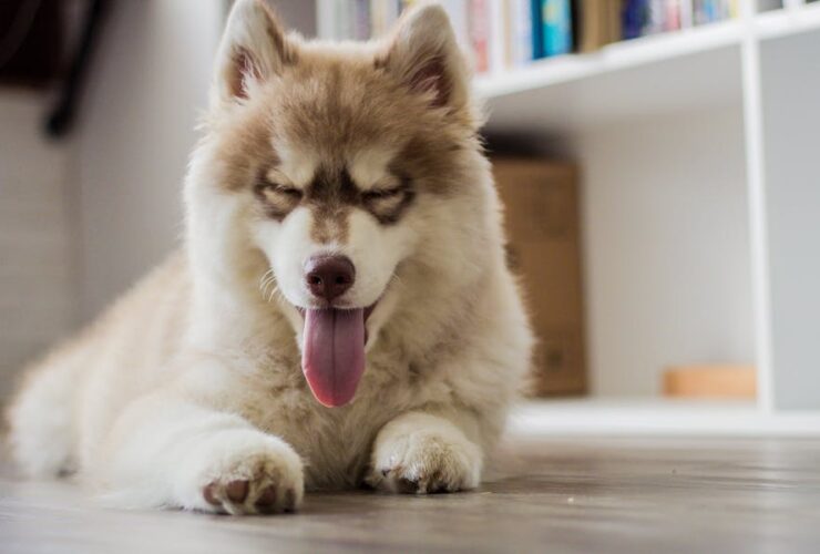 How To Bathe A Husky