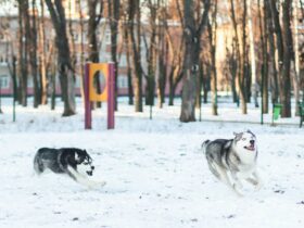 How To Discipline A Husky