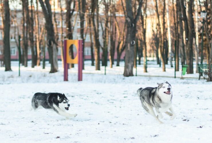 How To Discipline A Husky