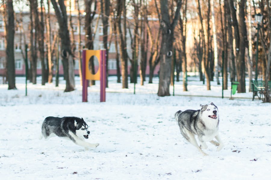 How To Discipline A Husky