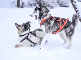 How To Train A Husky