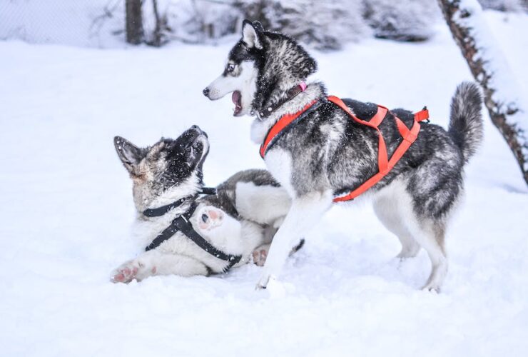 How To Train A Husky