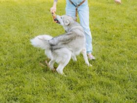 How To Train A Husky To Be Calm