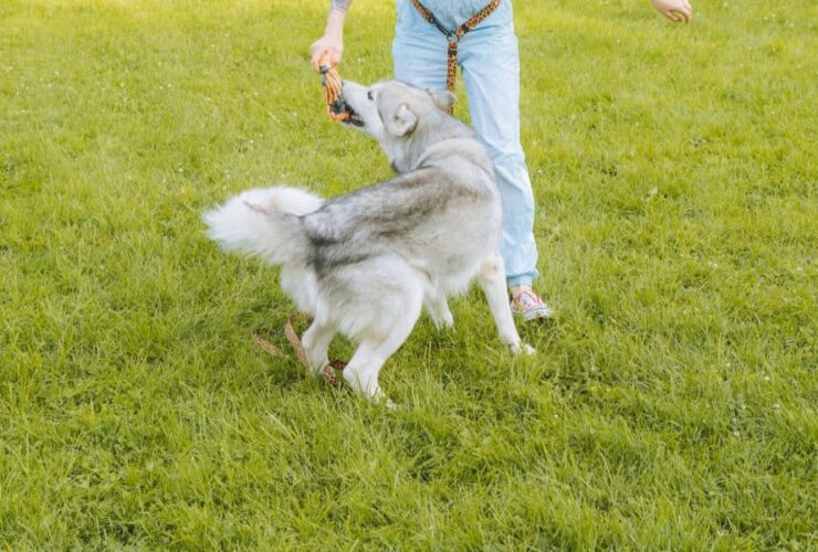 How To Train A Husky To Be Calm