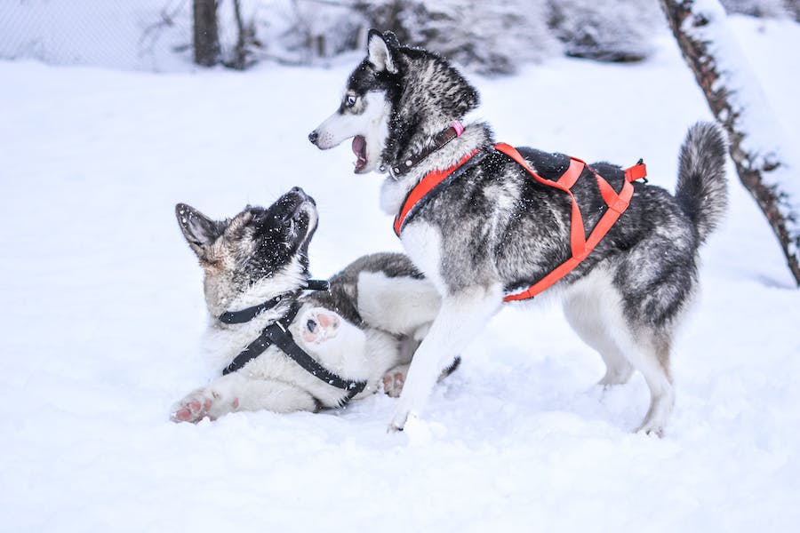 How To Train A Husky