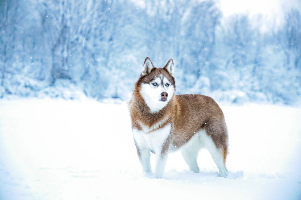 Husky Dog Banner