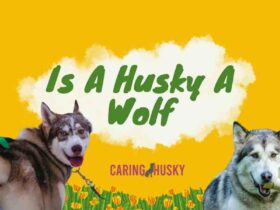 Is A Husky A Wolf