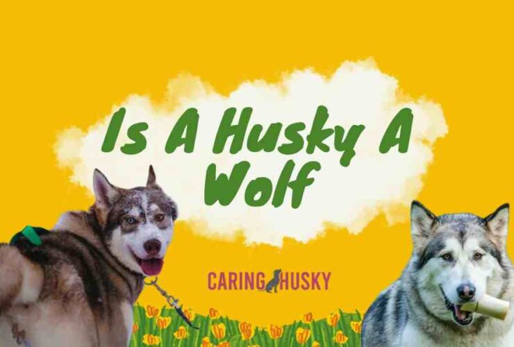 Is A Husky A Wolf