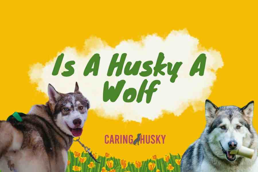 Is A Husky A Wolf