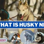 What Is Husky NPM