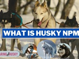 What Is Husky NPM