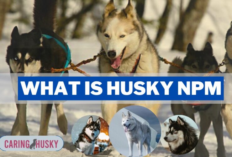 What Is Husky NPM