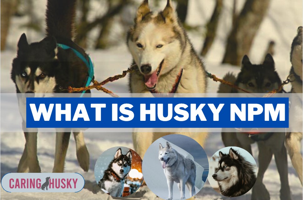 What Is Husky NPM