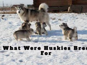 What Were Huskies Bred For: Born To Run And Thrive In The Snow!