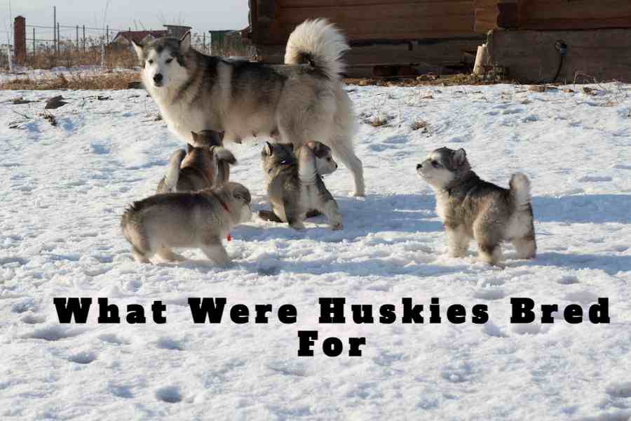 What Were Huskies Bred For: Born To Run And Thrive In The Snow!