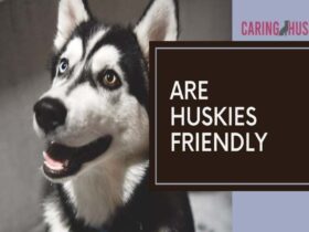 are huskies friendly