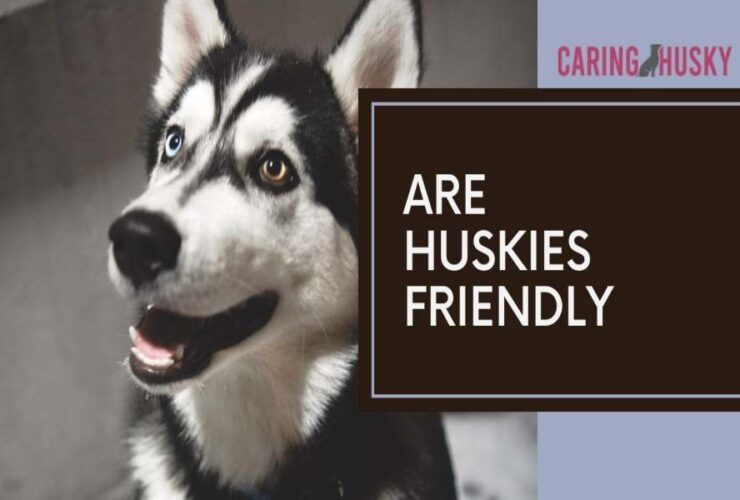 are huskies friendly