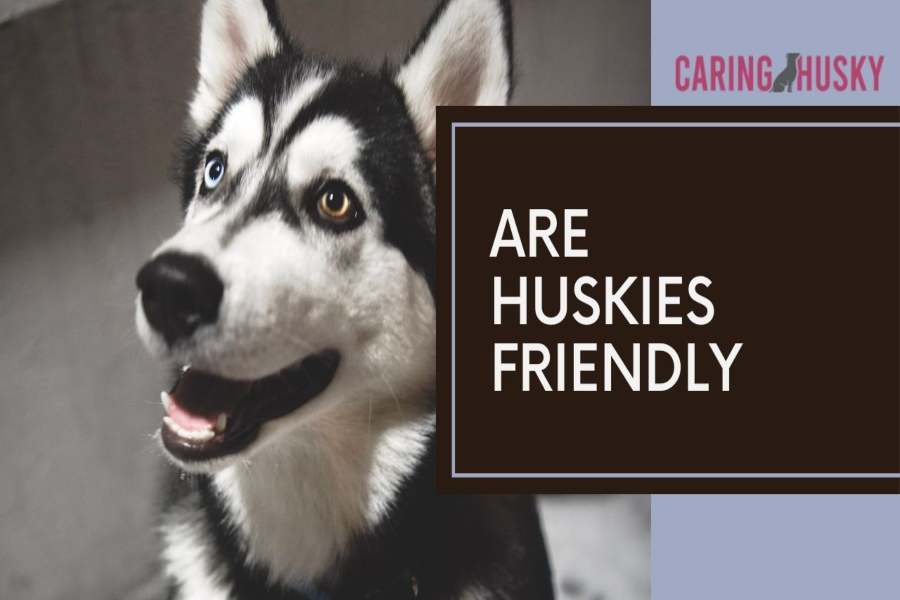 are huskies friendly