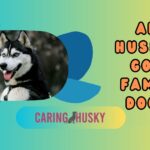 are huskies good family dogs