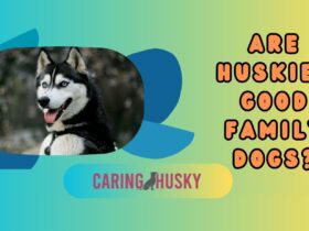 are huskies good family dogs