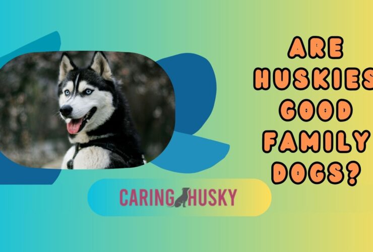 are huskies good family dogs