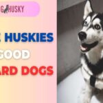 are huskies good guard dogs