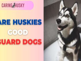 are huskies good guard dogs