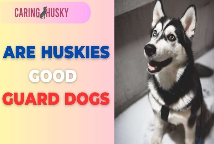 are huskies good guard dogs