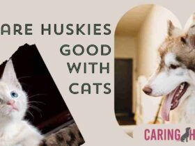 are huskies good with cats