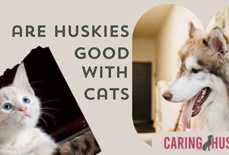 are huskies good with cats