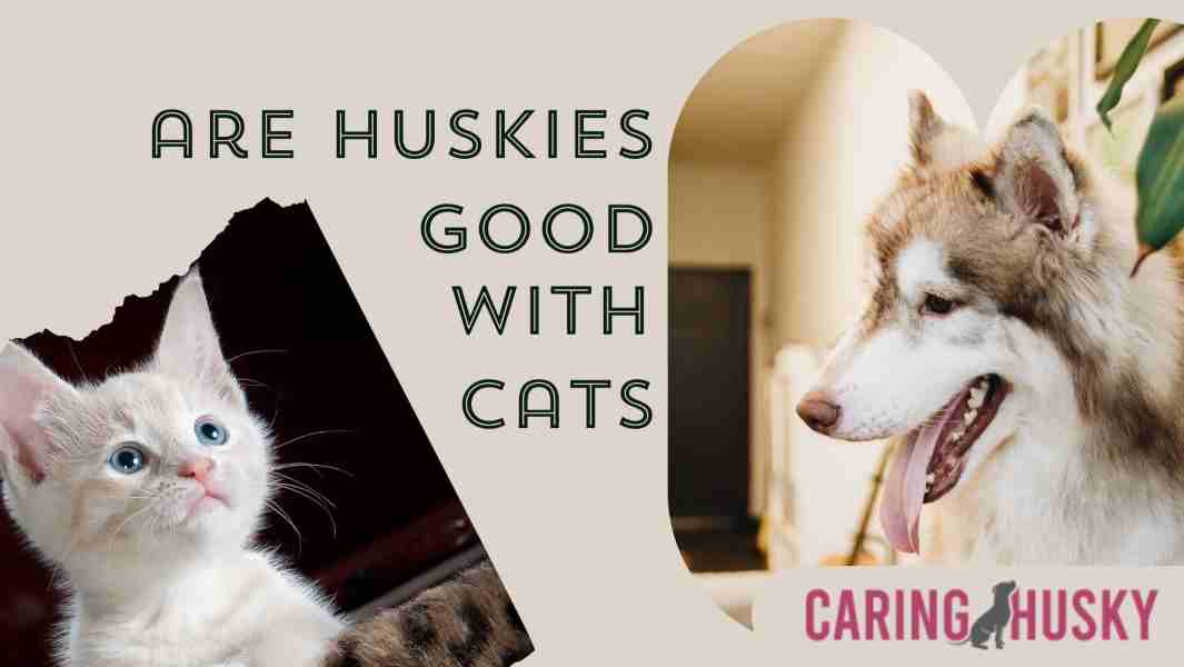 are huskies good with cats