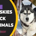 Are Huskies Pack Animals