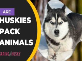 Are Huskies Pack Animals