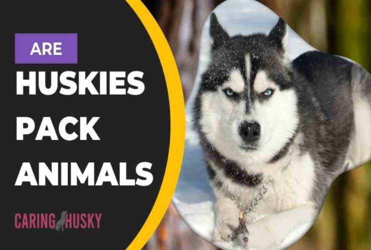 Are Huskies Pack Animals