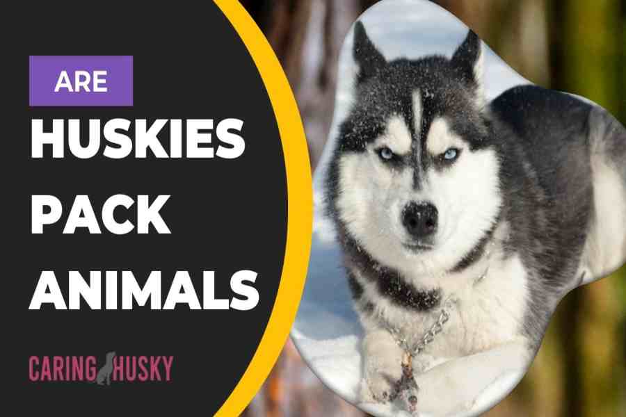 Are Huskies Pack Animals